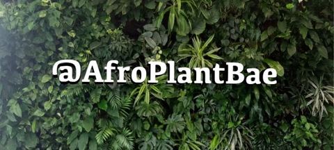 afroplantbae onlyfans leaked picture 1