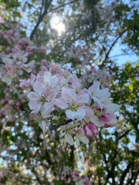 cccat333 onlyfans leaked picture 1