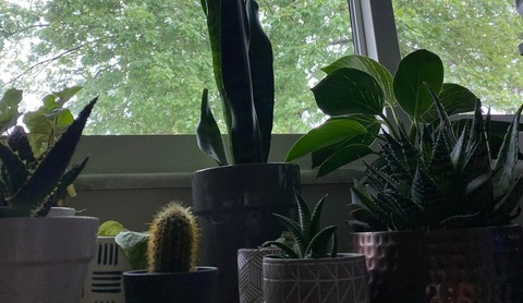 ivyspremiumgarden onlyfans leaked picture 1